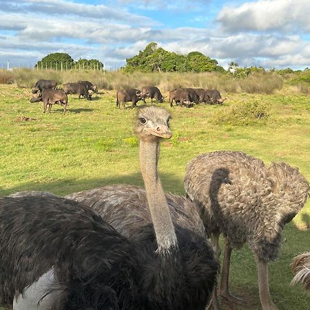 Ostrich Cottage At Les Wings Private Game Farm Groot-Jongensfontein المظهر الخارجي الصورة