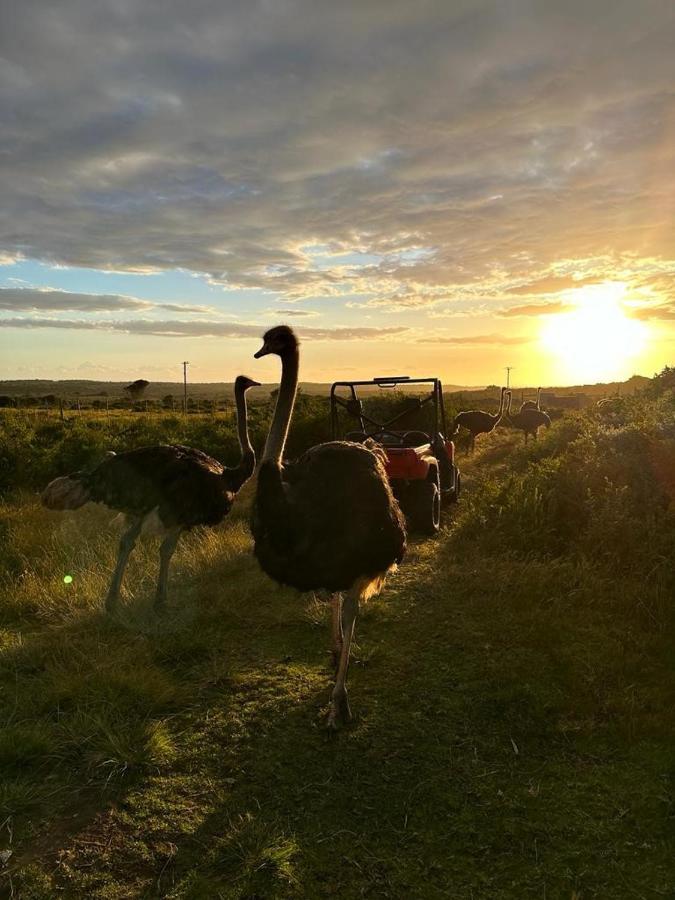 Ostrich Cottage At Les Wings Private Game Farm Groot-Jongensfontein المظهر الخارجي الصورة